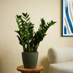 Bloomique Set Van 2 - Zamioculcas Zamiifolia - Kamerpalm - Hoogte 70-90 Cm - Pot 21 Cm