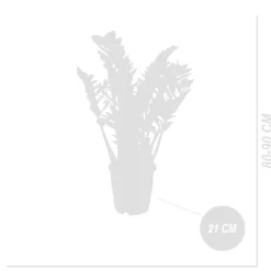 Bloomique Set Van 2 - Zamioculcas Zamiifolia - Kamerpalm - Hoogte 70-90 Cm - Pot 21 Cm