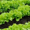Snail Prevention 10 L - Concentraat Voor 10.000 M2 - Organifer