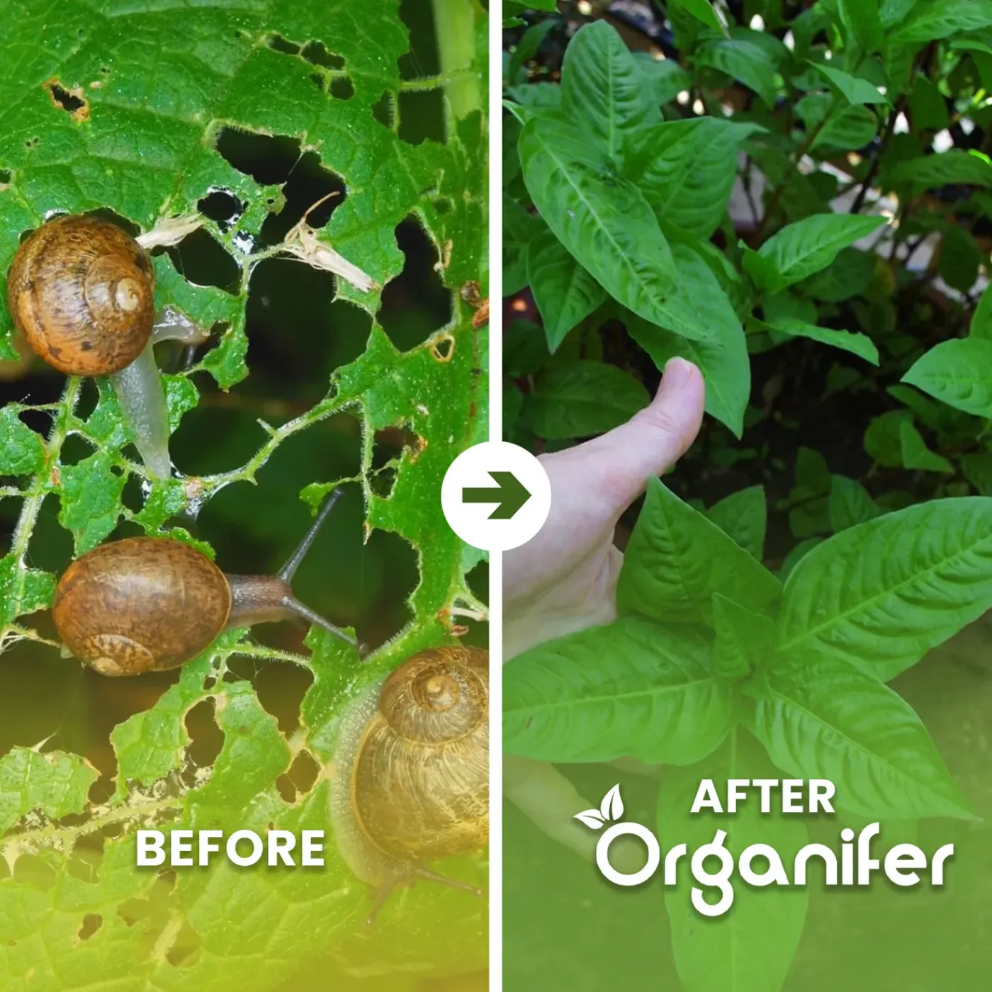 Organifer Snail Prevention 5 L - Concentraat Voor 5000 M2 -