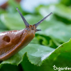 Organifer Snail Prevention 5 L - Concentraat Voor 5000 M2 -