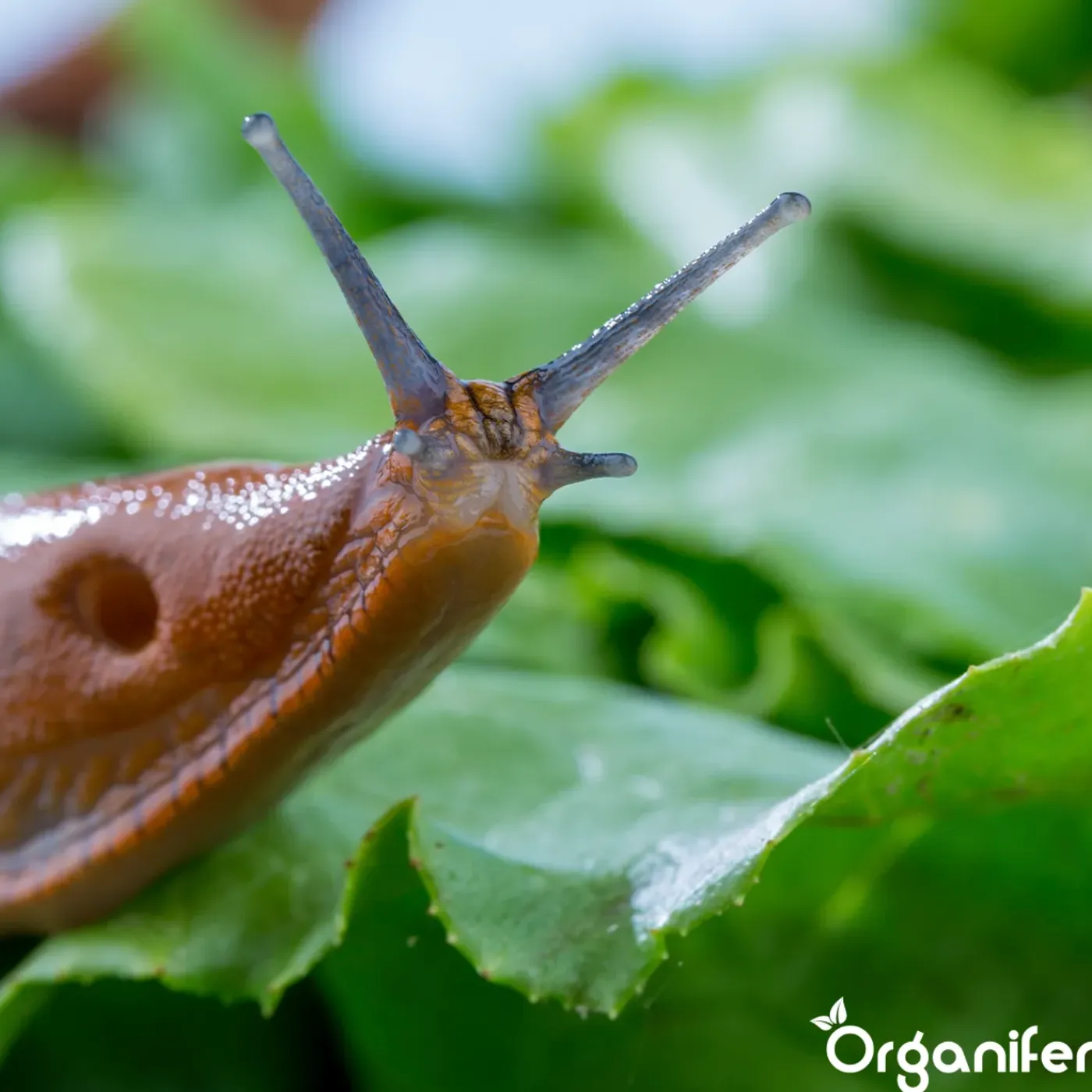 Organifer Snail Prevention 5 L - Concentraat Voor 5000 M2 -