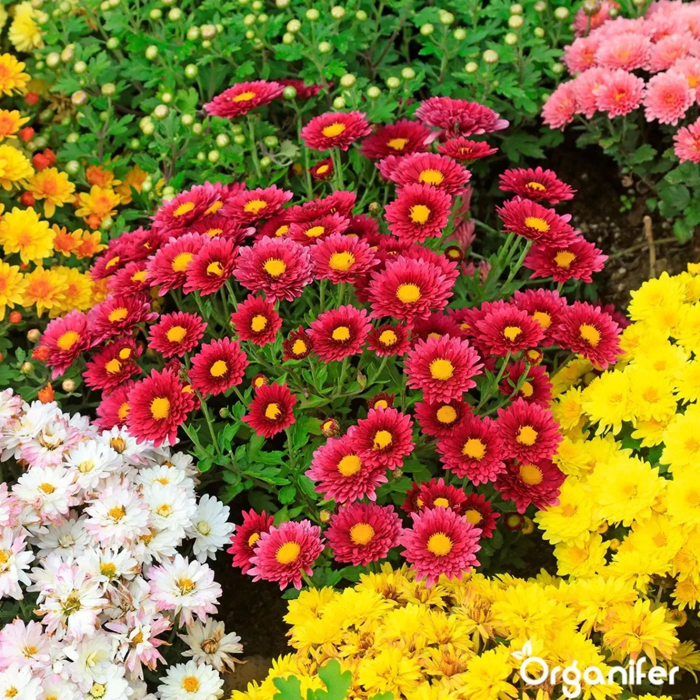 Organifer Snijbloemen Zadenpakket - 20 Soorten -
