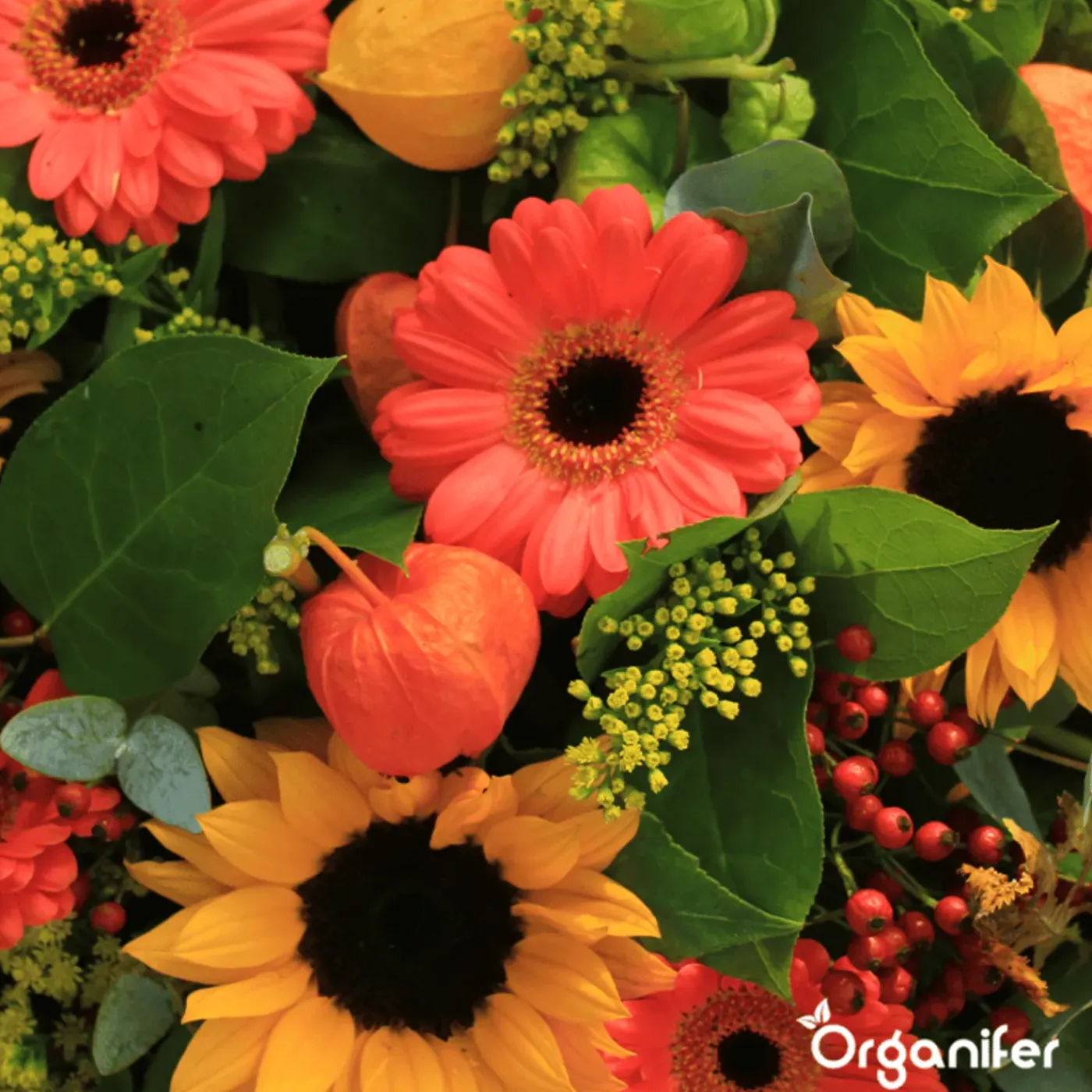 Organifer Snijbloemen Zadenpakket - 20 Soorten -