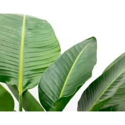 Strelitzia Nicolai - Paradijsvogelbloem - Kamerplant - ↕160-180 cm - Ø24cm