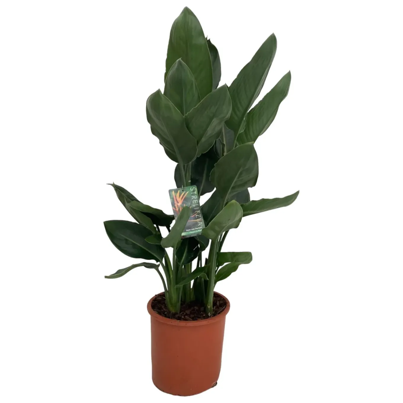 Strelitzia Reginae - Paradijsvogelbloem - Kamerplant - ↕90-110 Cm - Ø19cm