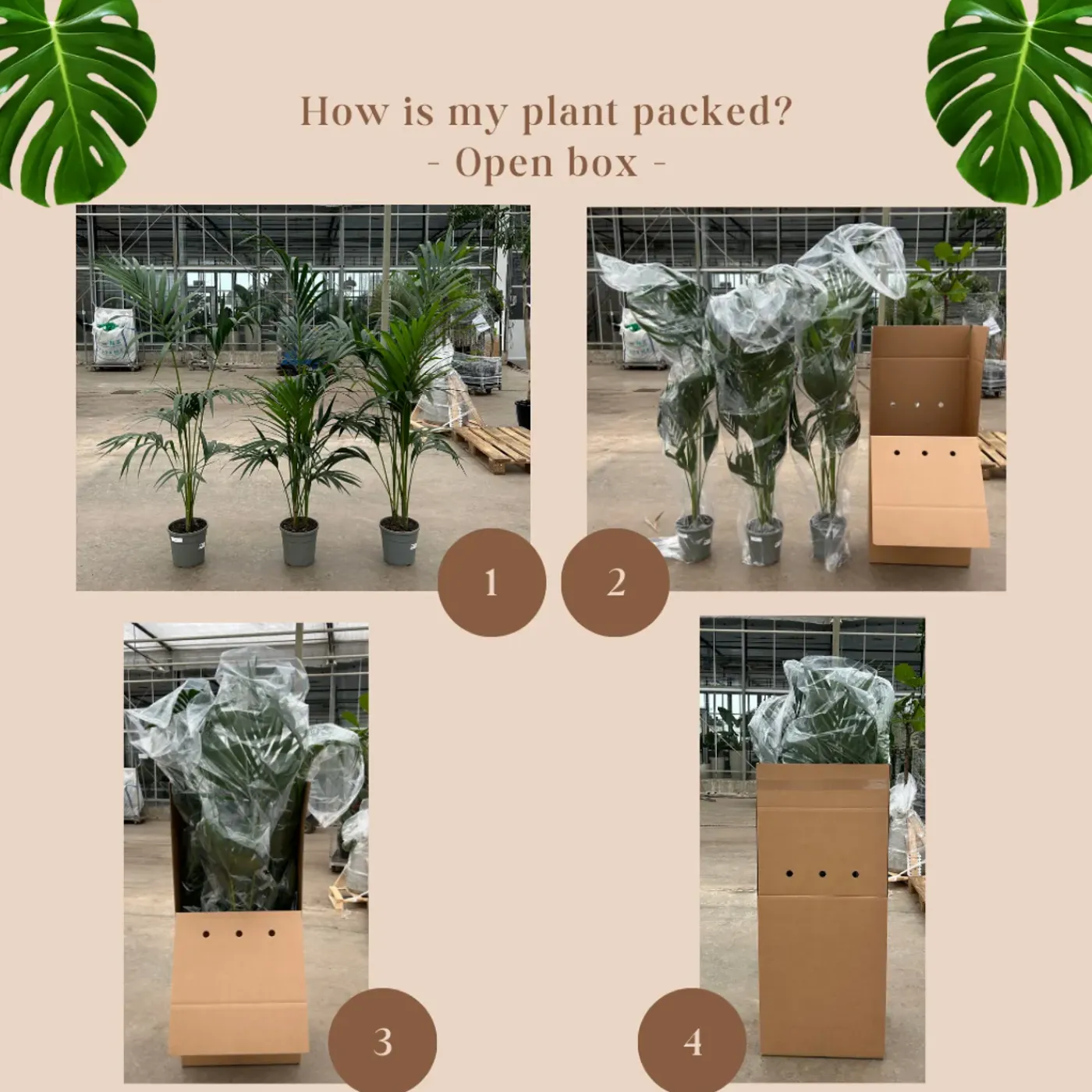 Trendyplants Trachycarpus Fortuneii - Chinese waaierpalm - ↕230-250 cm - Winterhard - Tuinplant - Ø45cm
