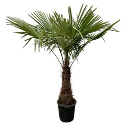 Trendyplants Trachycarpus Fortuneii - Chinese waaierpalm - ↕230-250 cm - Winterhard - Tuinplant - Ø45cm
