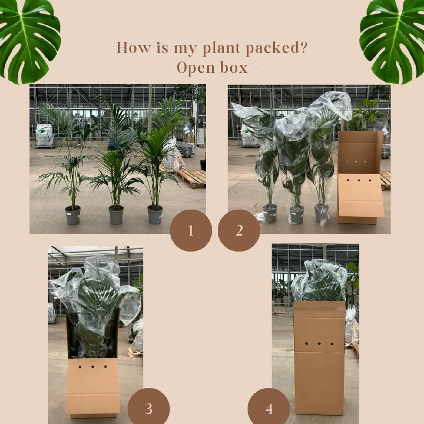 Trendyplants Trachycarpus Fortuneii - Chinese waaierpalm - ↕230-250 cm - Winterhard - Tuinplant - Ø45cm