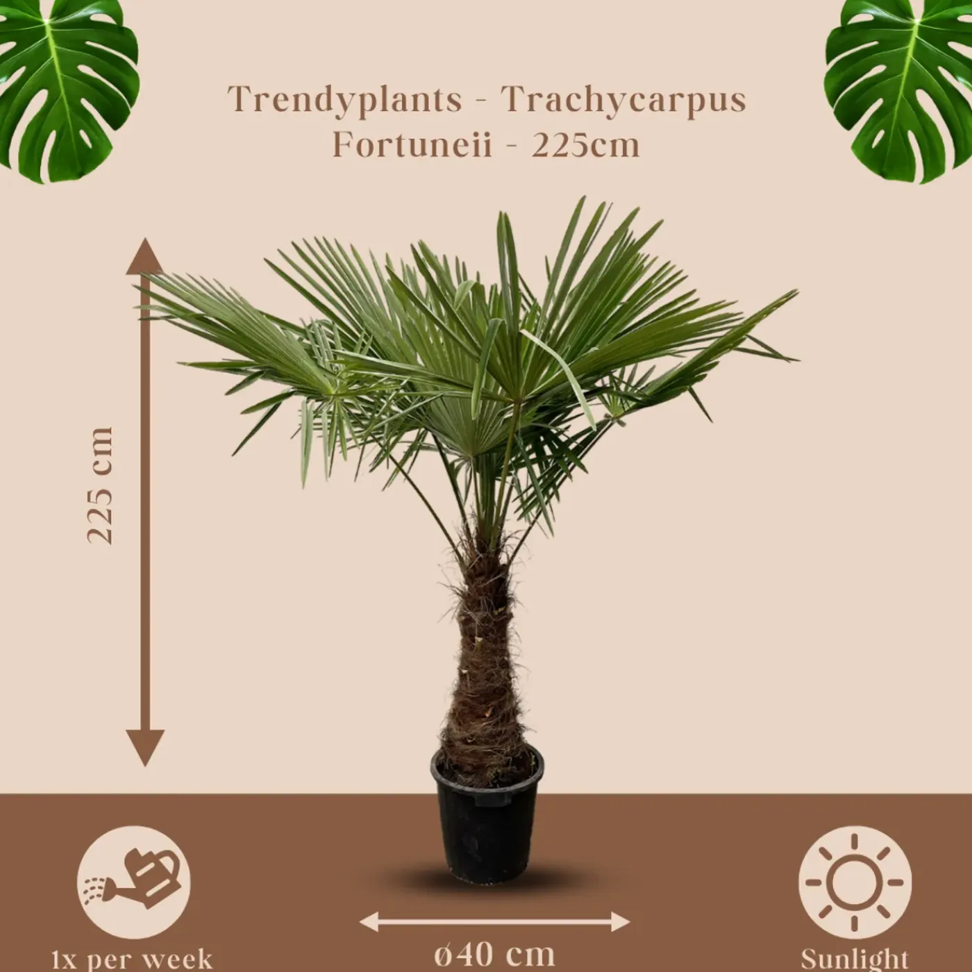 Trendyplants Trachycarpus Fortuneii - Chinese waaierpalm - ↕230-250 cm - Winterhard - Tuinplant - Ø45cm