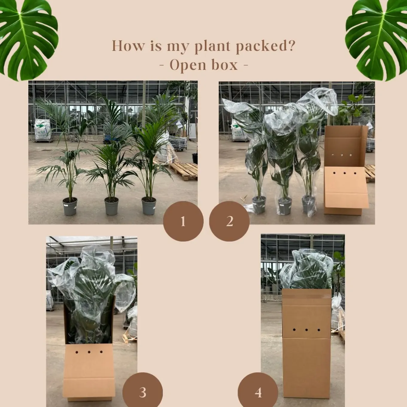 Trachycarpus Fortuneii - ↕190-210 cm - Winterhard - Chinese waaierpalm - Tuinplant - Ø40cm