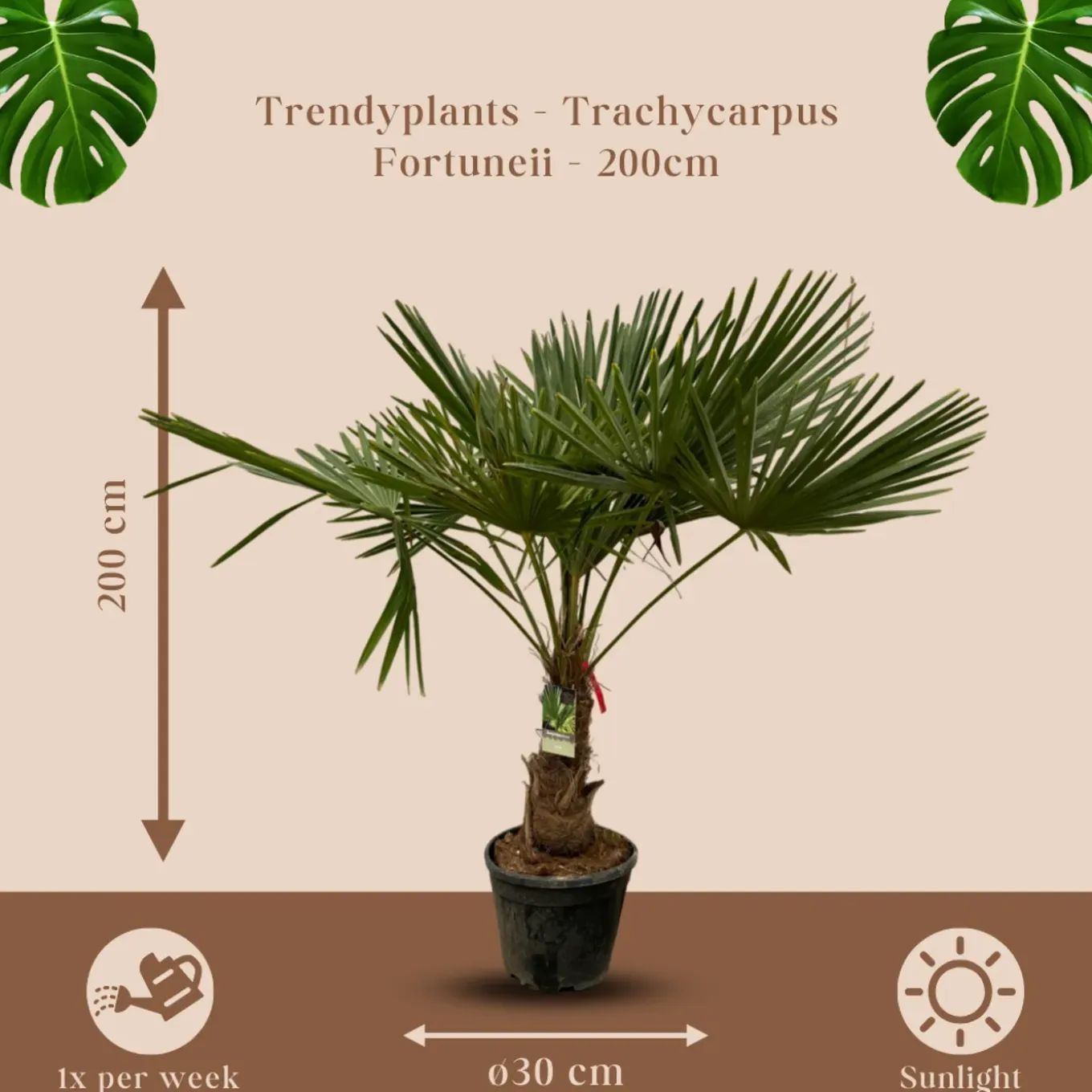 Trachycarpus Fortuneii - ↕190-210 cm - Winterhard - Chinese waaierpalm - Tuinplant - Ø40cm
