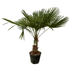 Trachycarpus Fortuneii - ↕190-210 cm - Winterhard - Chinese waaierpalm - Tuinplant - Ø40cm