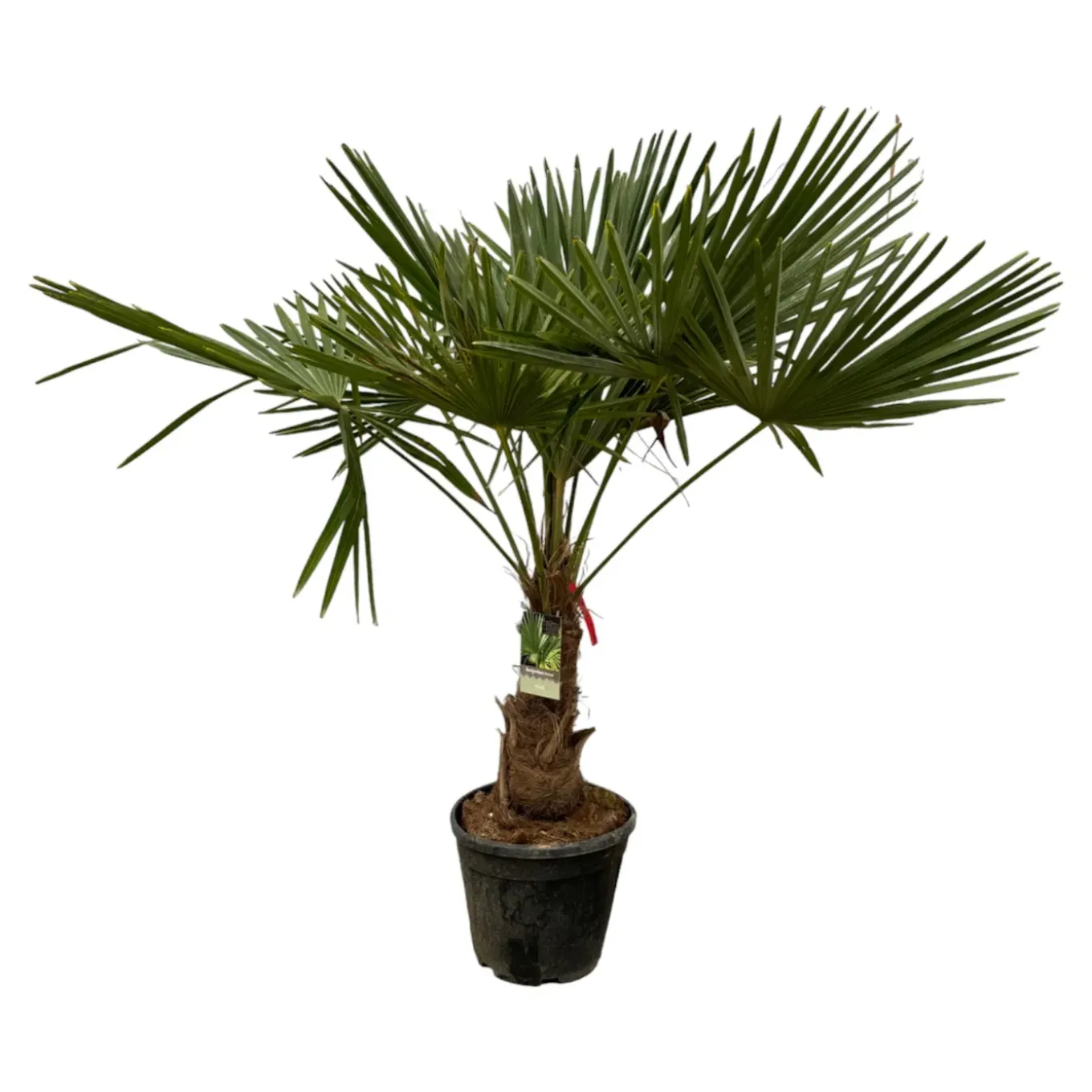 Trachycarpus Fortuneii - ↕190-210 cm - Winterhard - Chinese waaierpalm - Tuinplant - Ø40cm