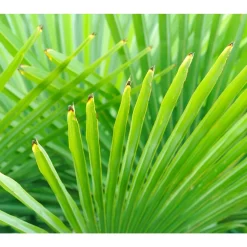 Trendyplants Trachycarpus Fortuneii - Winterharde palmboom - ↕90-110 cm - Chinese waaierpalm - Tuinplant - Ø21cm