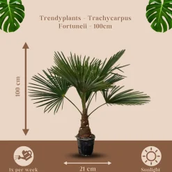 Trendyplants Trachycarpus Fortuneii - Winterharde palmboom - ↕90-110 cm - Chinese waaierpalm - Tuinplant - Ø21cm