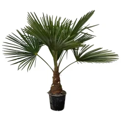 Trendyplants Trachycarpus Fortuneii - Winterharde palmboom - ↕90-110 cm - Chinese waaierpalm - Tuinplant - Ø21cm