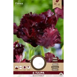 Overig Tulp black parrot 6 stuks