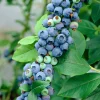 Bloomique Vaccinium Corymbosum Goldtraube - Blauwe Bessen Plant - Fruitplanten - Hoogte 50-70 Cm - Pot 15 Cm