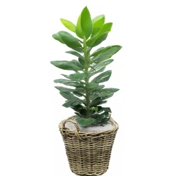 Van Der Leeden Planten Mand Met Hengsels - Rotan - D42 X H32 Cm