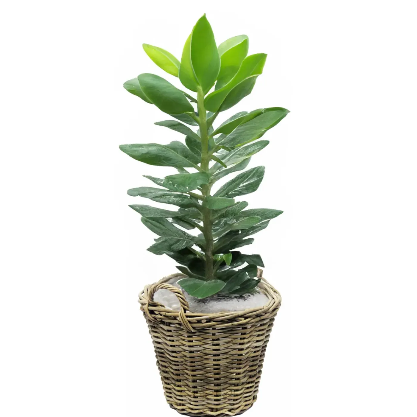 Van Der Leeden Planten Mand Met Hengsels - Rotan - D42 X H32 Cm