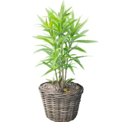 Van Der Leeden Vd Leeden Planten Of Bloemen Mand - Rond - Rotan - D30 X H27 Cm