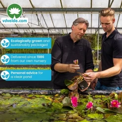 Vdvelde - Aarvederkruid Myriophyllum Rubricaule Vijver - 4 Planten Set Met Mand & Klei - Winterhard