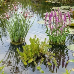 Vdvelde - Aarvederkruid Myriophyllum Rubricaule Vijver - 4 Planten Set Met Mand & Klei - Winterhard