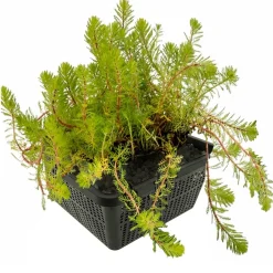 Vdvelde - Aarvederkruid Myriophyllum Rubricaule Vijver - 4 Planten Set Met Mand & Klei - Winterhard
