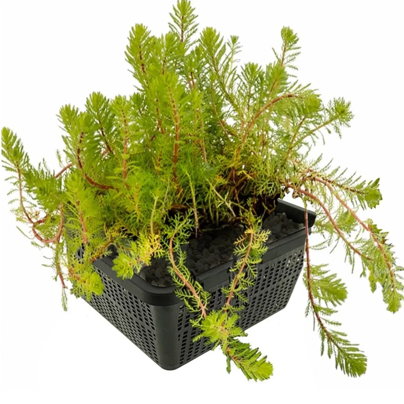 Vdvelde - Aarvederkruid Myriophyllum Rubricaule Vijver - 4 Planten Set Met Mand & Klei - Winterhard