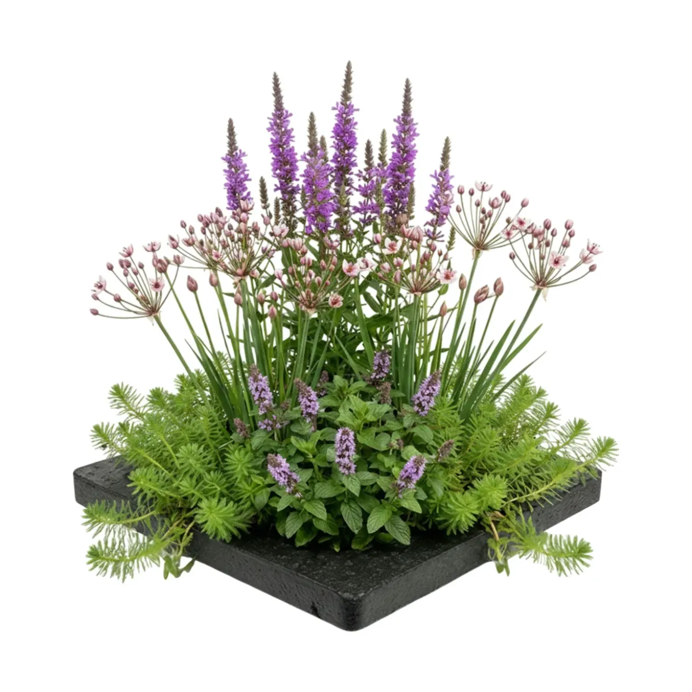Vdvelde - Anti-muggen Vijvereiland - 4 Planten Compleetset - Muggenbestrijding