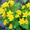 vdvelde - Dotterbloem Caltha Palustris Vijverplant - 4 Planten Compleetset Met Mand & Klei
