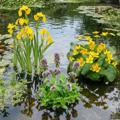 vdvelde - Dotterbloem Caltha Palustris Vijverplant - 4 Planten Compleetset Met Mand & Klei