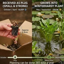 vdvelde - Dotterbloem Caltha Palustris Vijverplant - 4 Planten Compleetset Met Mand & Klei
