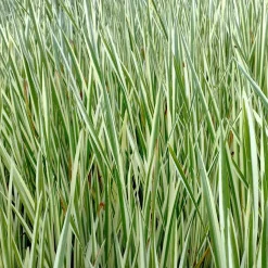 vdvelde - Kalmoes Acorus Calamus Variegatus Vijverplant - 4 Planten Set Met Mand & Klei