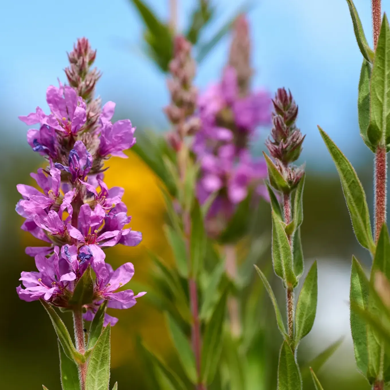 Vdvelde - Kattenstaart Lythrum Salicaria Vijverplant - 4 Planten Compleetset Met Mand & Substraat