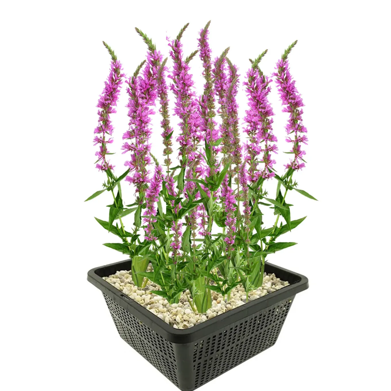 Vdvelde - Kattenstaart Lythrum Salicaria Vijverplant - 4 Planten Compleetset Met Mand & Substraat