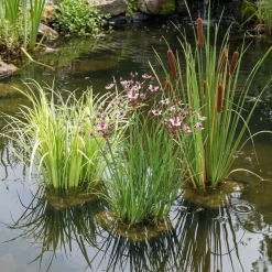 Vdvelde - Lisdodde Typha Latifolia Vijverplant - 4 Planten Compleetset Met Mand & Substraat