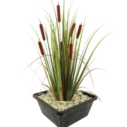 Vdvelde - Lisdodde Typha Latifolia Vijverplant - 4 Planten Compleetset Met Mand & Substraat