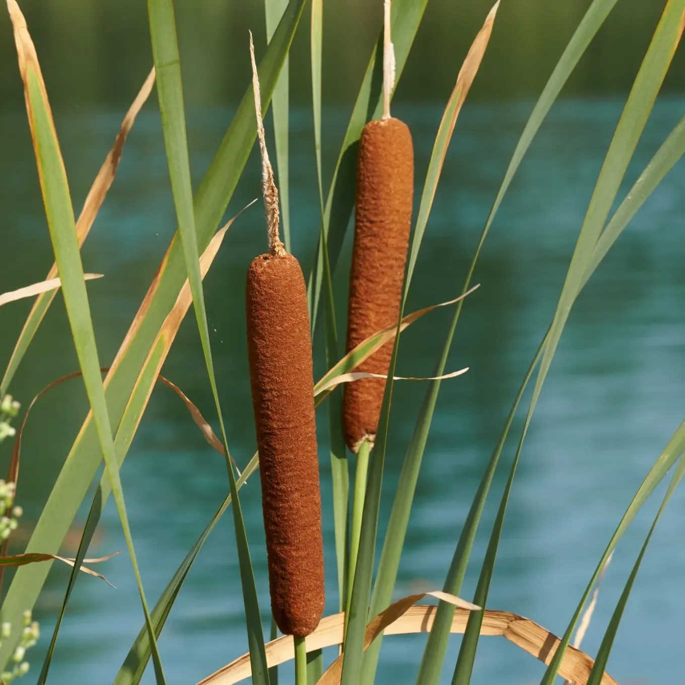 Vdvelde - Lisdodde Typha Latifolia Vijverplant - 4 Planten Compleetset Met Mand & Substraat