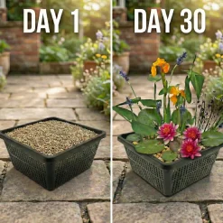 vdvelde - Mini-vijverplanten Set Roze - 4 Planten Incl. Mand - Vijverrand