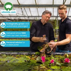 vdvelde - Mini-vijverplanten Set Roze - 4 Planten Incl. Mand - Vijverrand