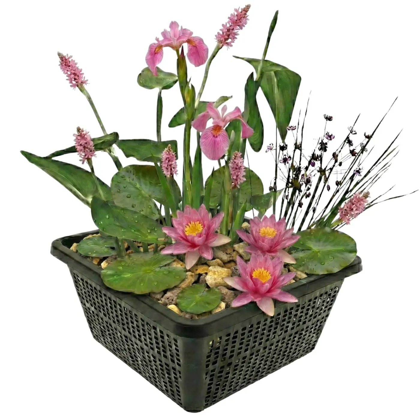 vdvelde - Mini-vijverplanten Set Roze - 4 Planten Incl. Mand - Vijverrand