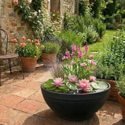 vdvelde - Mini-vijverplanten Set Roze - 4 Planten Incl. Mand - Vijverrand