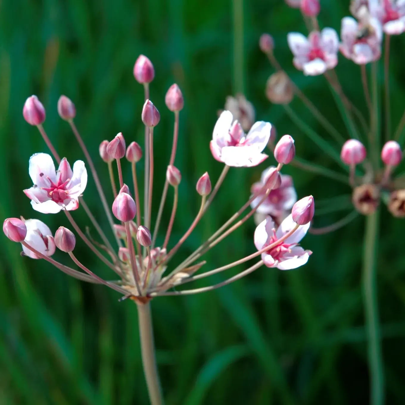 Vdvelde - Planteneiland Vijver Zwanenbloem - 4 Planten Compleet - Butomus Umbellatus