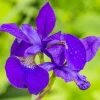 Vdvelde - Planteneiland Vijver Blauwe Lis - 4 Planten Set - Iris Kaempferi