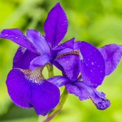Vdvelde - Planteneiland Vijver Blauwe Lis - 4 Planten Set - Iris Kaempferi