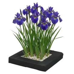 Vdvelde - Planteneiland Vijver Blauwe Lis - 4 Planten Set - Iris Kaempferi