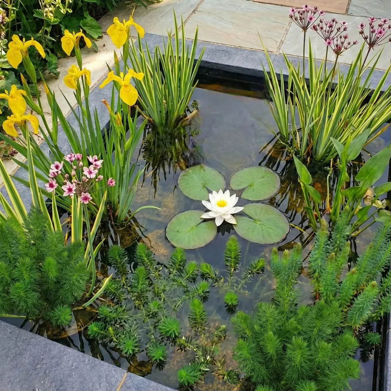 Vdvelde - Vijverpakket Inheems 100-400l - Witte Waterlelie & Zuurstofplanten Compleetset