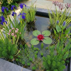 Vdvelde - Vijverpakket Rood 100-400l - Rode Waterlelie & Zuurstofplanten Compleetset Bio